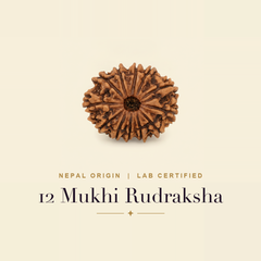 12 Mukhi