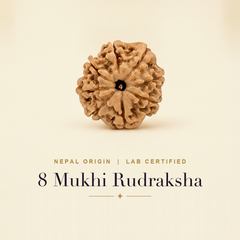 8 Mukhi