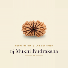 14 Mukhi