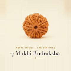 7 Mukhi