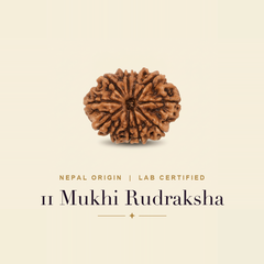 11 Mukhi