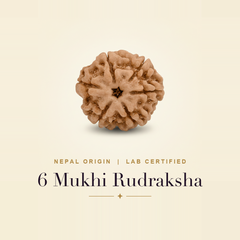 6 Mukhi