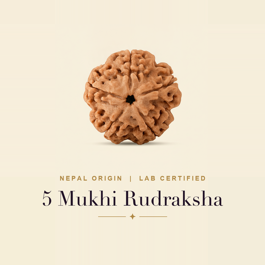 5 Mukhi Rudraksha (Free Gift)