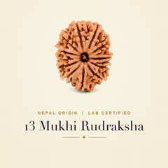 13 Mukhi